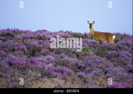 Le Chevreuil (Capreolus capreolus), Dupont (femelle) sur heather moor à la fin de l'été Banque D'Images