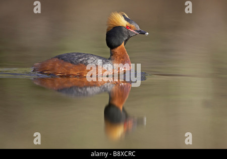 Quantite Grebe (Podiceps auritus) sur l'eau Banque D'Images