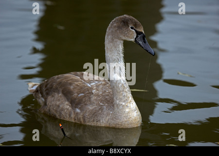 Mute Swan (Cygnus olor) - Royaume-Uni - juvéniles capturés en ligne de pêche - Angleterre Banque D'Images