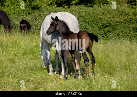 Cheval AVEC POULAIN DANS LE CHAMP DE L'ANGLETERRE Banque D'Images