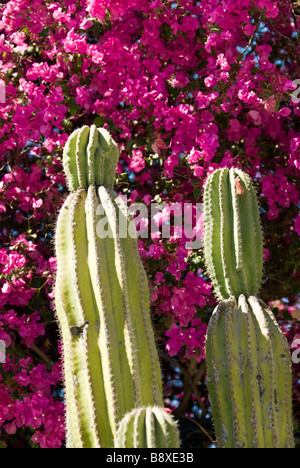 Une scène de printemps à Todos Santos, Mexique. Banque D'Images