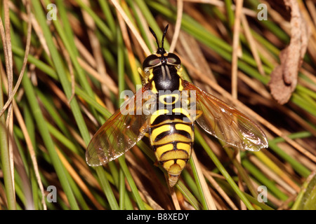 Voler en stationnaire Chrysotoxum elegans Syrphidae femelle pondre sur l'herbe sur les falaises côtières UK Banque D'Images