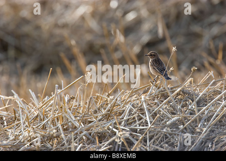 Seul Saxicola rubetra Whinchat assis sur le terrain avec le cut les cultures, Dorset, Angleterre. Banque D'Images