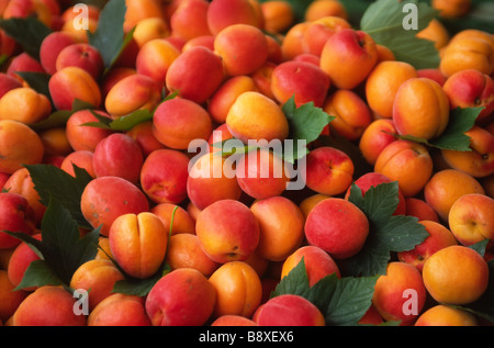 Les nectarines dans un marché dans le sud de la France Banque D'Images