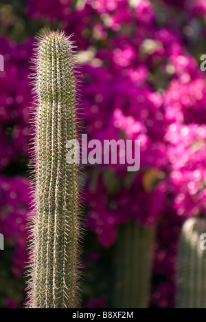 Une scène de printemps à Todos Santos, Mexique. Banque D'Images