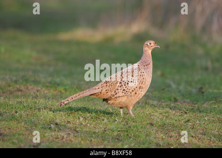 Faisan de Colchide Phasianus colchicus femme marchant sur l'herbe, Staffordshire, Angleterre. Banque D'Images