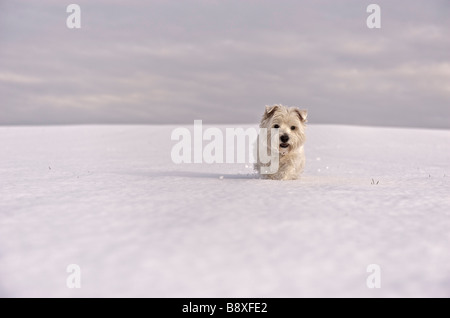 West Highland White Terrier fonctionnant sur la colline couverte de neige Banque D'Images