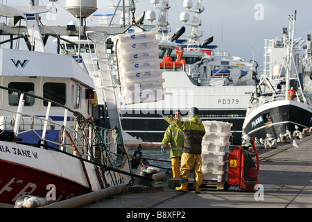 Le déchargement des poissons d'un chalutier au port de Peterhead, en Écosse, au Royaume-Uni, le plus grand port de poisson blanc au Royaume-Uni Banque D'Images