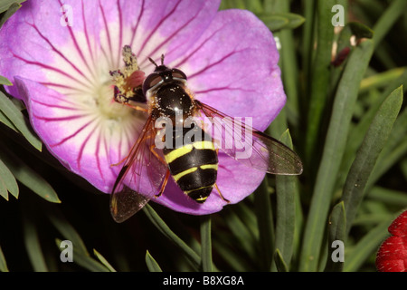 Hover fly Dasysyrphus tricinctus Syrphidae femelle sur un jardin géranium UK Banque D'Images