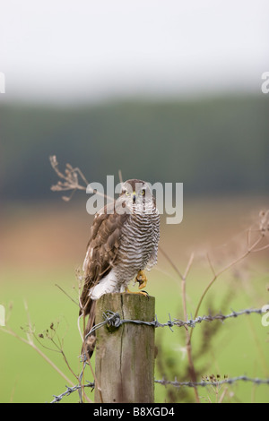 Fauve Accipter nisus sitting on fence post avec les terres agricoles en arrière-plan, Staffordshire, Angleterre. Banque D'Images