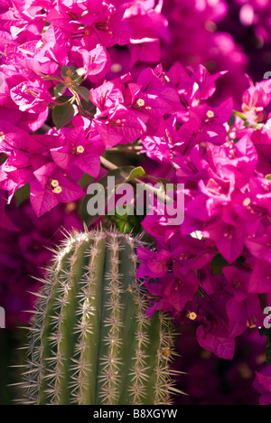 Une scène de printemps à Todos Santos, Mexique. Banque D'Images