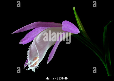 Pléione formosana fenêtre orchidée fleur rose blanc violet plante définir contraste contraste avec un arrière-plan foncé noir Banque D'Images