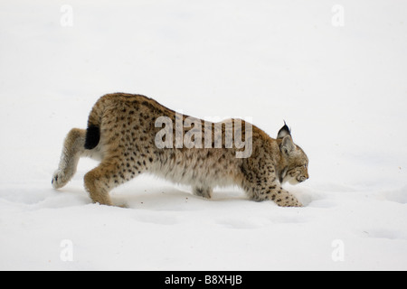 Lynx d'eurasie Europe marche sur la neige Banque D'Images