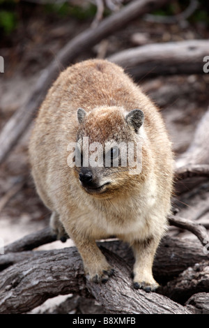 Seul rock dassie procavia capensis hyrax ou colonie de Stony Point réserver Betty's bay afrique du sud d'Overberg Banque D'Images