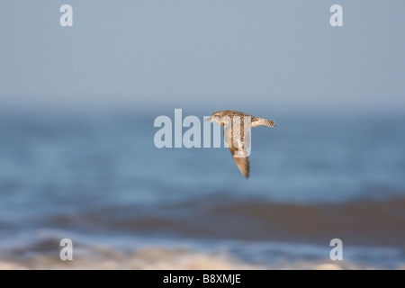 Pluvialis squatarola Grey Plover battant contre la mer et les vagues, Norfolk, Angleterre. Banque D'Images