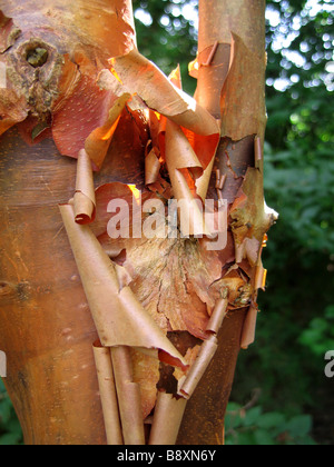 Un paperbark maple (Acer griseum) nommé le peeling uniques caractéristiques de son écorce. Banque D'Images