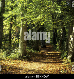 Un chemin couvert de feuilles par Leigh Woods avec arbres feuillu Banque D'Images