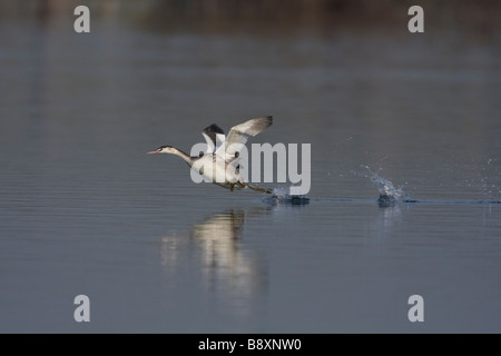 Grèbe huppé Podiceps cristatus courir sur l'eau de surface, Worcestershire, Angleterre. Banque D'Images