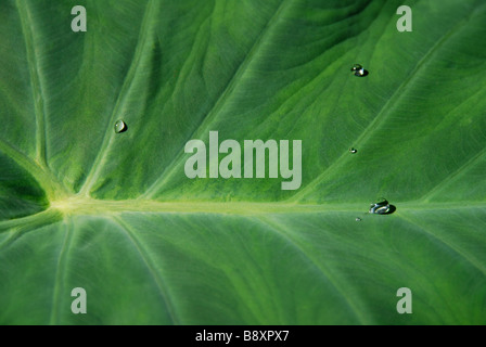 Les gouttelettes d'eau sur les feuilles des végétaux naturellement l'eau d'une usine de Colocasia esculenta Banque D'Images