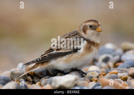 Bruant des neiges Plectrophenax nivalis alerte permanent sur une plage de galets, Norfolk, Angleterre. Banque D'Images