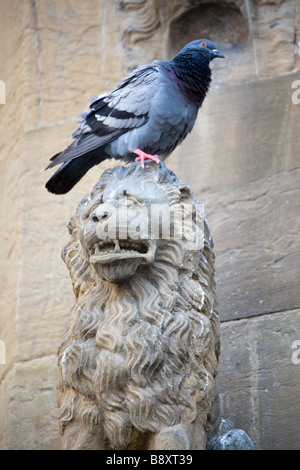 Les pigeons s'asseoir sur le lion des sculptures dans la Piazza della Signoria, Florence, Toscane, Italie. Banque D'Images