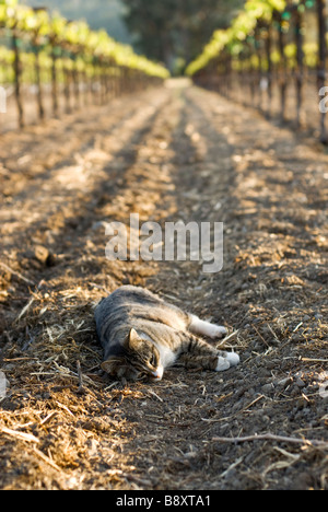 chat dans le vignoble Banque D'Images