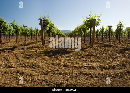 Récolte Les vignobles de vins Banque D'Images