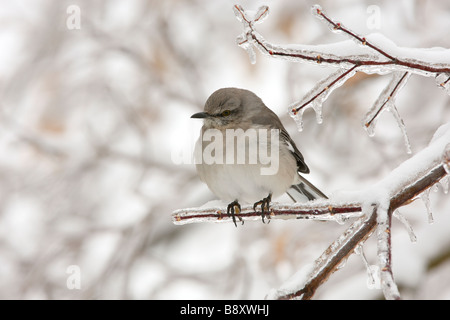 Le nord de l'oiseau perché sur la branche couverte de glace Banque D'Images