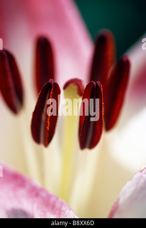 EXTREME CLOSE-UP OF ASIATIC LILY IN MINNESOTA JARDIN. Juillet. Banque D'Images