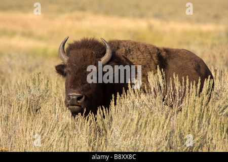 Lone, un bison, bison dans le domaine des pâturages, le contact avec les yeux. À Lamar Valley, le Parc National de Yellowstone, Wyoming, USA Banque D'Images
