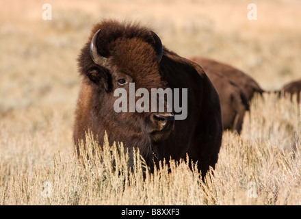 Lone, un bison, bison dans le domaine des pâturages, le contact avec les yeux. À Lamar Valley, le Parc National de Yellowstone, Wyoming, USA Banque D'Images