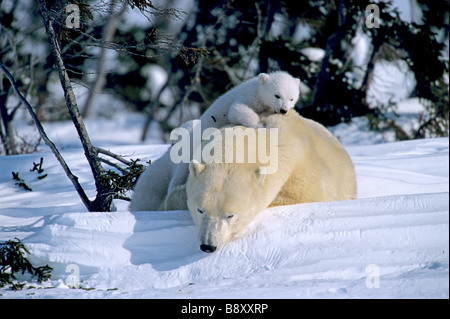 Visage de l'OURS POLAIRE ET LOUVETEAUX INNOCENTS, CANADA Banque D'Images