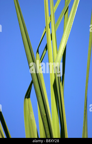 Plusieurs feuilles d'un arbre contre le ciel de Pandanus. Banque D'Images