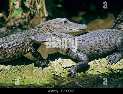 Deux Alligators américains - situé sur la rive / Alligator mississippiensis Banque D'Images