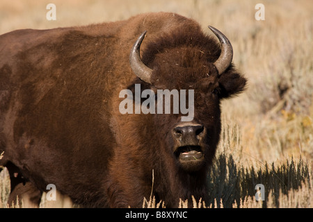 Lone, un bison, bison dans le domaine des pâturages, le contact avec les yeux. À Lamar Valley, le Parc National de Yellowstone, Wyoming, USA Banque D'Images
