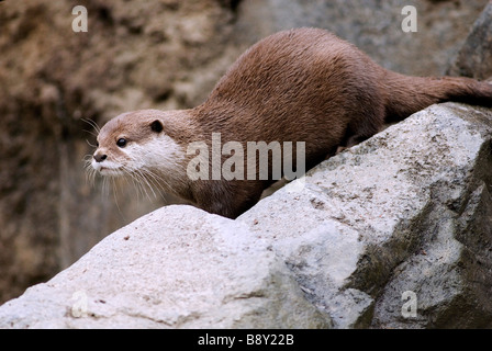 Short-Clawed Oriental otter (Aonyx cinerea) sur un rocher Banque D'Images