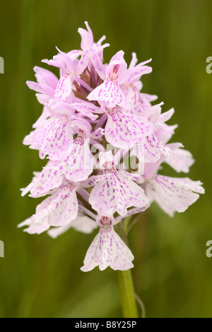 Fleur de Heath repéré de l'ouest (Dactylorhiza maculata). Powys, Pays de Galles. Banque D'Images