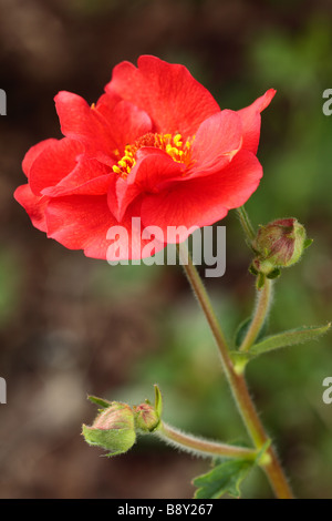 Fleur de Geum chiloense 'Mrs Bradshaw'. Plante de jardin. Banque D'Images