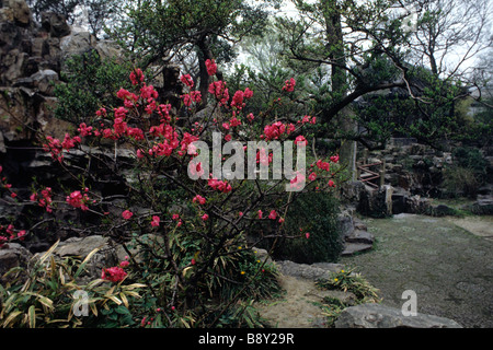 Prunus glandulosa 'rock' de la plena montagnes à Ou Yuan Banque D'Images