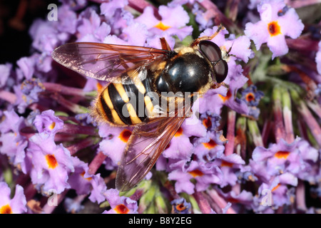 Hoverfly Sericomyia silentis mâle, se nourrissant de Buddleia dans un jardin. Powys, Pays de Galles. Banque D'Images