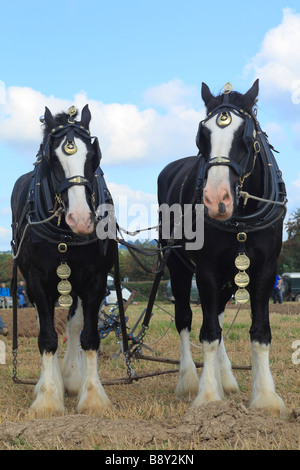 Les chevaux. Deux chevaux Shire dans le faisceau à l'ensemble des pays de Galles Vintage de labour. Près de Walton, Powys, Pays de Galles. Banque D'Images