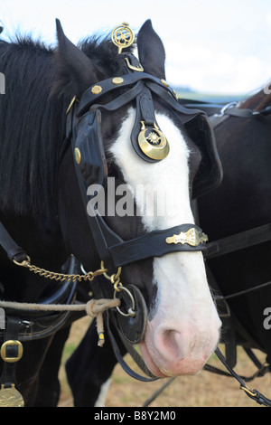 Les chevaux. Shire Horse avec cuivres de cheval, à l'ensemble des pays de Galles Vintage de labour. Près de Walton, Powys, Pays de Galles. Banque D'Images