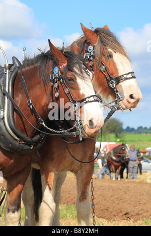 Les chevaux. Chevaux Shire labourer à l'ensemble des pays de Galles Vintage de labour. Près de Walton, Powys, Pays de Galles. Banque D'Images