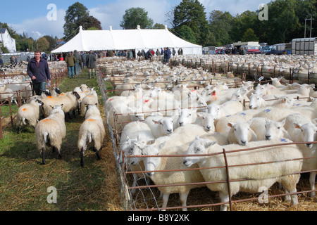 Welsh mountain brebis en attente d'être vendues à un élevage ovin juste. Llanidloes, Powys, Pays de Galles. Octobre 2008 Banque D'Images