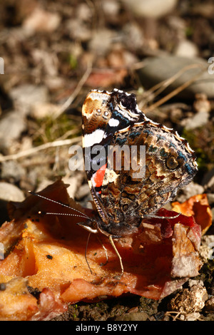 Papillon Vulcain (Vanessa atalanta) se nourrissant de fruits pourris dans un verger. Powys, Pays de Galles. Banque D'Images