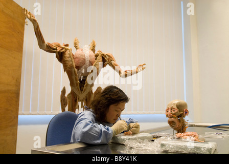 L'Gunther von Hagens Plastinarium à Lindow, Allemagne Banque D'Images