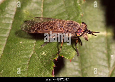 Haematopota pluvialis cleg cornu encoche femelle Tabanidae UK Banque D'Images
