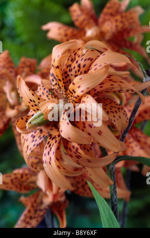 Lilium lancifolium 'Flore Pleno' (Double) Div IX Toutes les espèces Banque D'Images