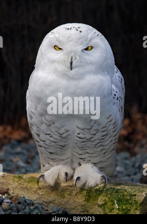 Mâle juvénile Le Harfang des neiges (Bubo scandiacus), Royaume-Uni Banque D'Images