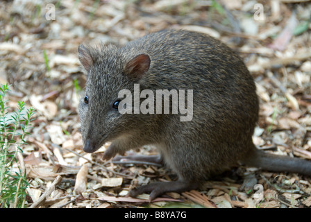 Le sud de Brown Bandicoot (Isoodon obesulus) à Cleland Wildlife Park Adelaide (Australie) Banque D'Images